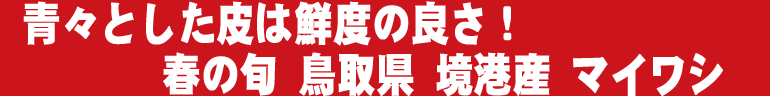 山陰の春の旬鳥取県産大羽いわし