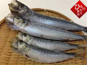 山陰の春の旬鳥取県産大羽いわし