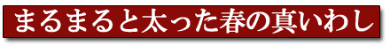 まるまる太った春の真イワシ