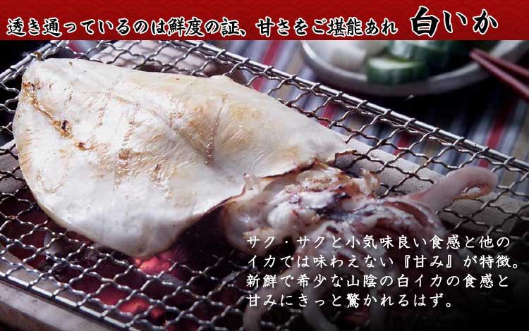 山陰沖日本海産白いか_説明入り